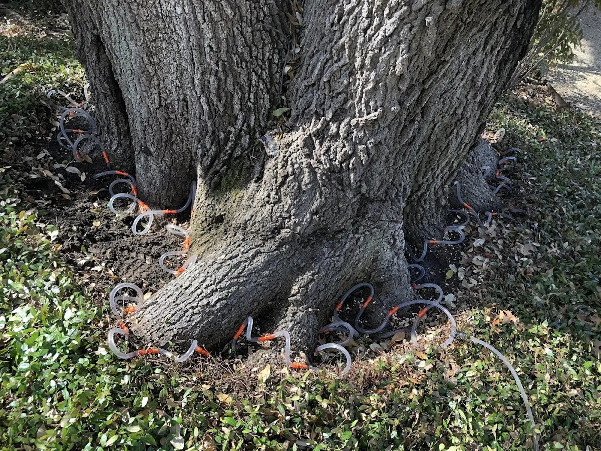 Detailed Tree Cabling and Bracing job site in Saint Francisville